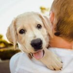 Loving Your Four-legged Friend Involve Proper Medical Checkups and Routine Grooming