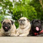 Declawing Cats: Understanding the Effects