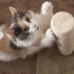 Cat Grooming: The Career As being a Dog Owner