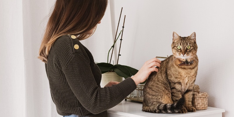 Cat Grooming: The Career As being a Dog Owner