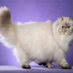 Cat Grooming: The Career As being a Dog Owner