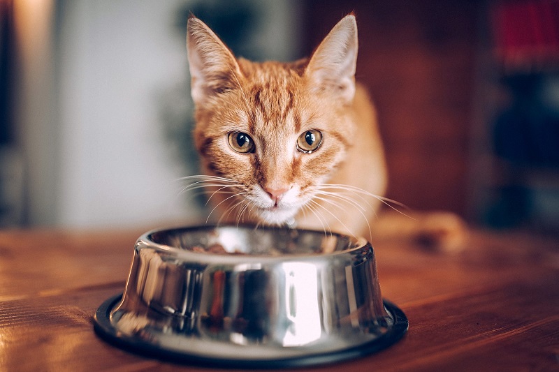 Know Whenever you Feed Your Cat and exactly how Much He’s Worth