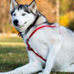 How to Choose Between Hospice Care and Euthanasia?   