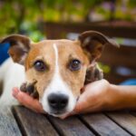 Loving Your Four-legged Friend Involve Proper Medical Checkups and Routine Grooming