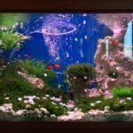 With Many Different Kinds Of Tropical Fish Available – The Easiest Way?