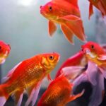 Cycling Your Aquarium