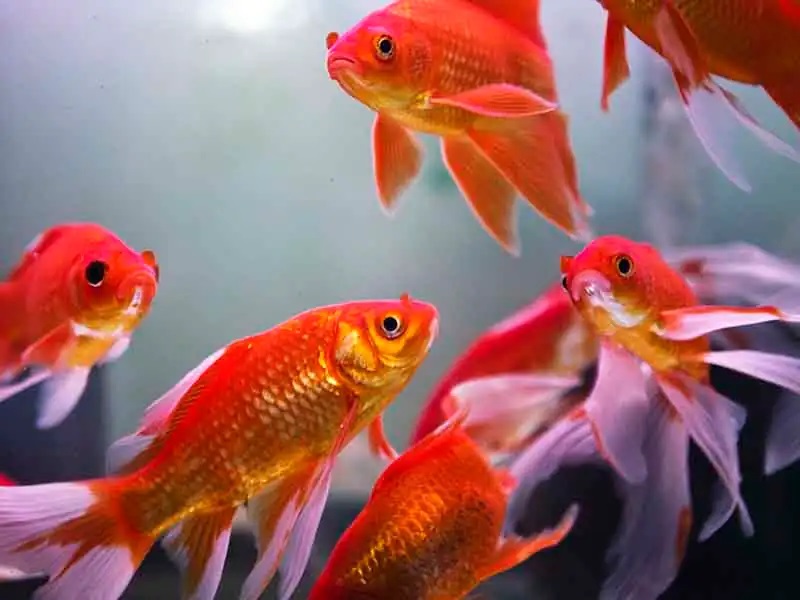 With Many Different Kinds Of Tropical Fish Available – The Easiest Way?