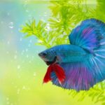 Tropical Fish Illnesses – Diagnosing And Treating Cotton Mouth
