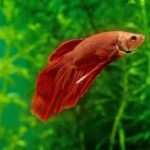 Feeding Betta Fish – Dos and Donts