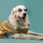 Connection between Insufficient concentrate Dogs