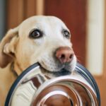 Being ready for any brand-new Dog
