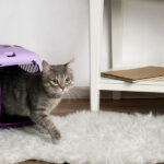 How to Identify and Treat Cat Flea Bites on Humans
