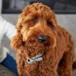 The Dos and Don’ts of Pet Boarding in San Diego