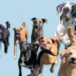 Which dog breeds are friendly