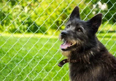 Modern Pet Training Tools: Indoor Pet Fence & Electronic Dog Collars