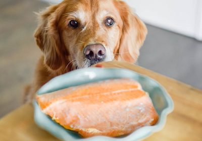 The Many Benefits of Salmon for Dogs You Didn’t Know