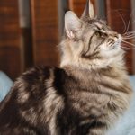 Read to Know About Few Large and Small Types of African Cats