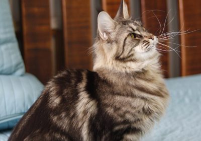 Determine Which Maine Coon Breed Is Ideal For You