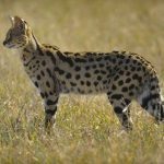 Read to Know About Few Large and Small Types of African Cats