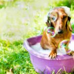 Determine Which Maine Coon Breed Is Ideal For You