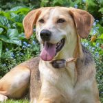 Know all about Barn Hunt for Dogs