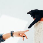 Dos and Don’ts when Using a Hidden Dog Fence