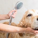 Why You Should Consider Pet Insurance for Your Furry Friend in South Africa