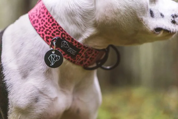 Dog Collars and Leashes