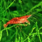 Cherry Shrimp for Sale UK: The Ultimate Guide to Buying and Keeping Them
