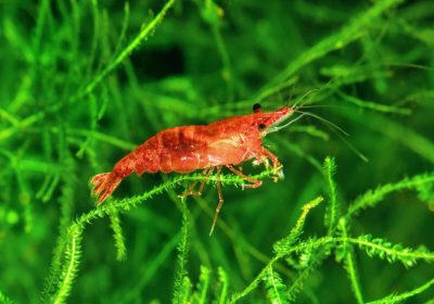 Cherry Shrimp for Sale UK: The Ultimate Guide to Buying and Keeping Them