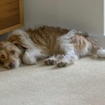 Why Your Dog’s Anxiety Might Be Smarter Than You Think