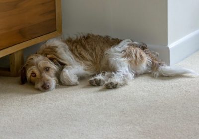 Why Your Dog’s Anxiety Might Be Smarter Than You Think