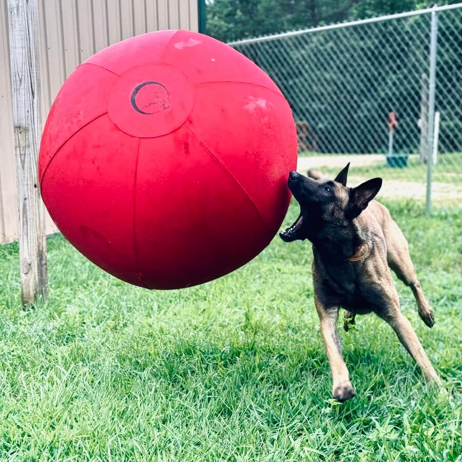 Malinois is trying to bite a Red CollieBall Original Herding Ball
