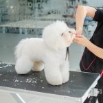 Inside Singapore’s Canine Sanctuaries: The Rise of Luxury Dog Care in the Lion City