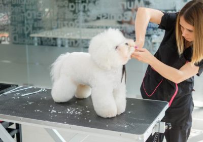 Inside Singapore’s Canine Sanctuaries: The Rise of Luxury Dog Care in the Lion City