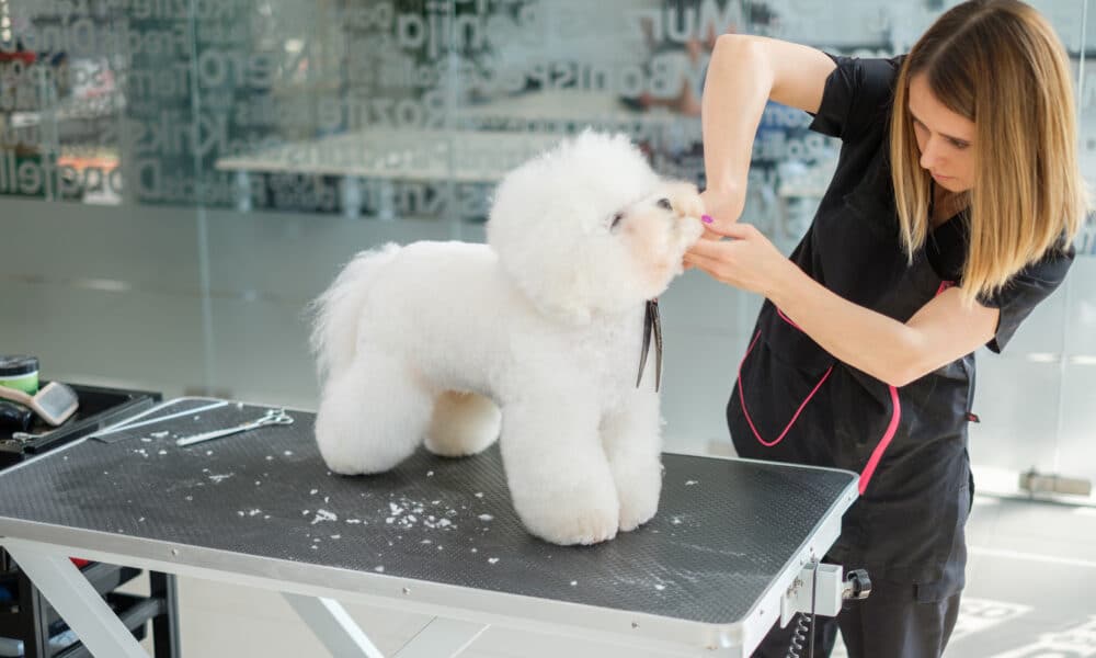 dog salon