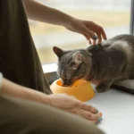 Understanding CBD Dosage for Cats: Vet Advice and Guidelines