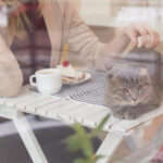 Why Cat Cafes are a Hotspot in Singapore