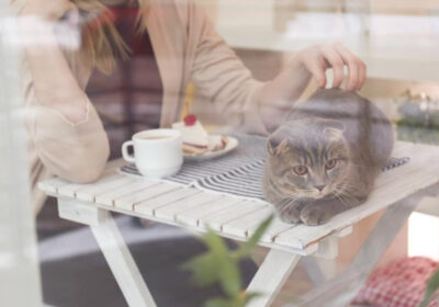 Why Cat Cafes are a Hotspot in Singapore