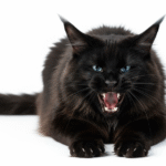 Maine Coon Cat Sounds: Understanding Their Unique Language