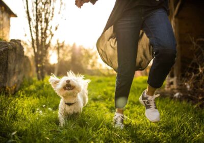 Everyday Pet Health Concerns Explained: Simple Answers for Worried Owners