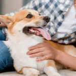 Simple Tips for Effective Dental Care Dogs