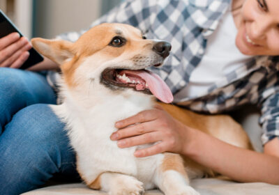 Simple Tips for Effective Dental Care Dogs