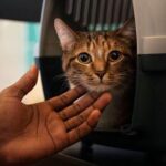 The Importance of Timing Your Visits To The Vet For Your Cat