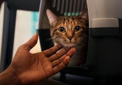 The Importance of Timing Your Visits To The Vet For Your Cat