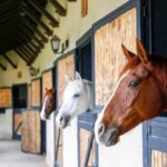 How to Choose the Right Horse Boarding Facility for Your Horse
