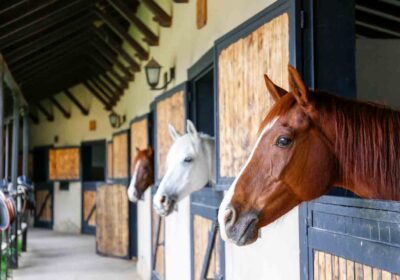 How to Choose the Right Horse Boarding Facility for Your Horse