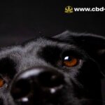 The 5 Best Fresh Dog Food Brands for Dogs With Sensitive Stomachs (Backed by Nutrition Science)