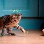 Best Wholesale Pet Supply Suppliers: Where to Buy Pet Products in Bulk