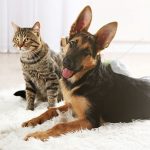 Benefits of a Proven Working Line Pedigree When Choosing Your Next German Shepherd Puppy
